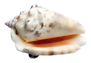 Seashell PNG-37121